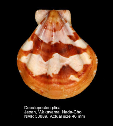 Decatopecten plica (2).jpg - Decatopecten plica(Linnaeus,1758)
